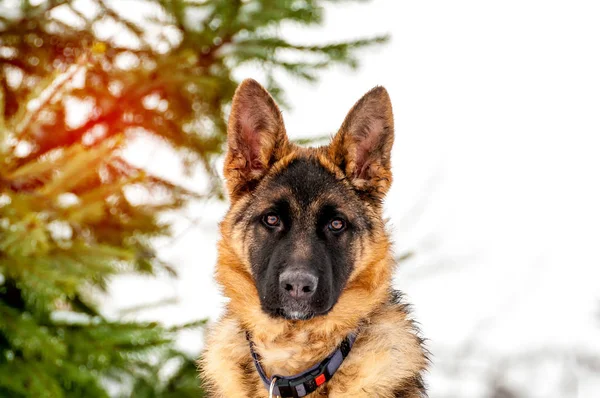 Porträt eines Schäferhundes im Winter — Stockfoto