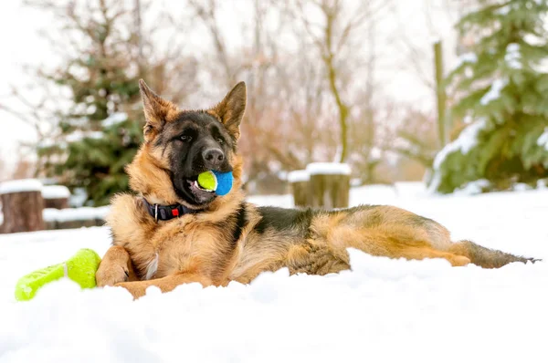 Un cane pastore tedesco cucciolo che gioca con una palla in inverno — Foto Stock