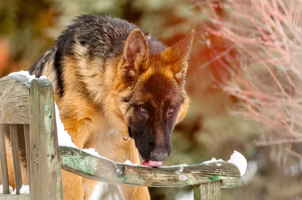 A german shepherd puppy dog standing on a bench at winter