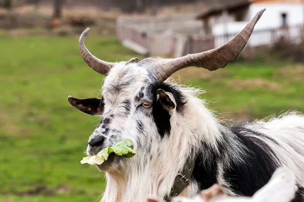 野原に立ってレタスを食べるヤギ — ストック写真