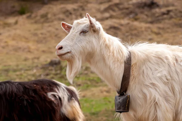 Портрет козы на поле — стоковое фото