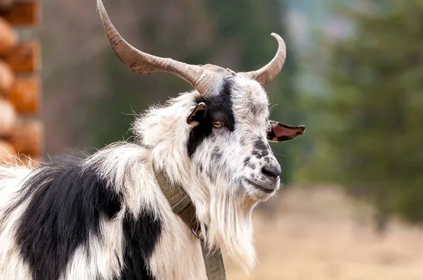 Ritratto di una capra sul campo — Foto Stock