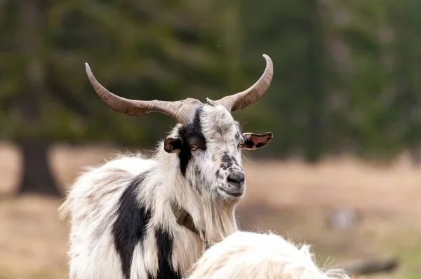 Vista su una capra in piedi sul campo — Foto Stock