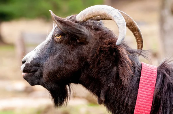 Vista su una capra in piedi sul campo — Foto Stock
