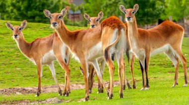 Bir hayvanat bahçesinde güney lechwe bir grup görünümü