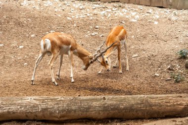 İki erkek blackbuck antilop dövüş görünümü