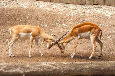 İki erkek blackbuck antilop dövüş görünümü