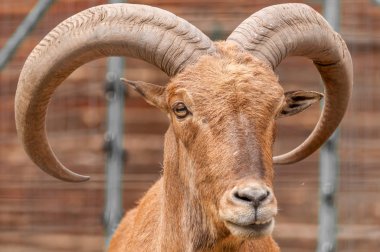 Hayvanat bahçesinde ki barbar bir koyun portresi