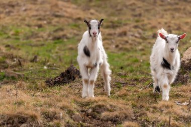 Küçük bir genç keçi portresi