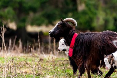 Sahada duran bir keçinin görüntüsü