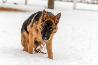 Bir Alman çoban köpek yavrusu kış bir topla oynamayı