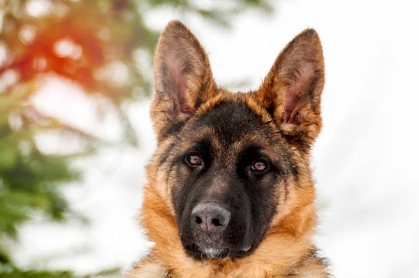 Portret van een Duitse herder puppy hondje op winter — Stockfoto