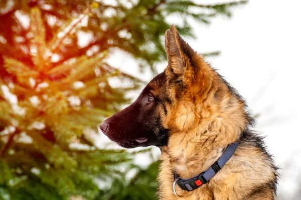 Bir Alman çoban köpek yavrusu, kış portresi