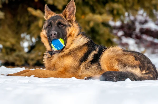 冬のボールで遊ぶジャーマン ・ シェパード子犬犬 — ストック写真