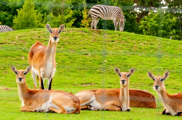 View on a group of southern lechwe in a zoo — Stock Photo, Image