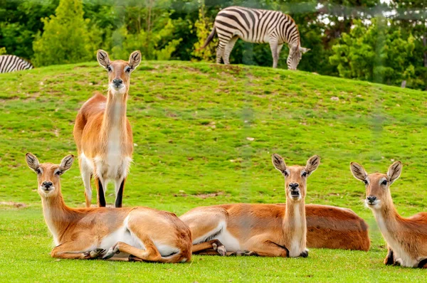 Bir hayvanat bahçesinde güney lechwe bir grup görünümü — Stok fotoğraf