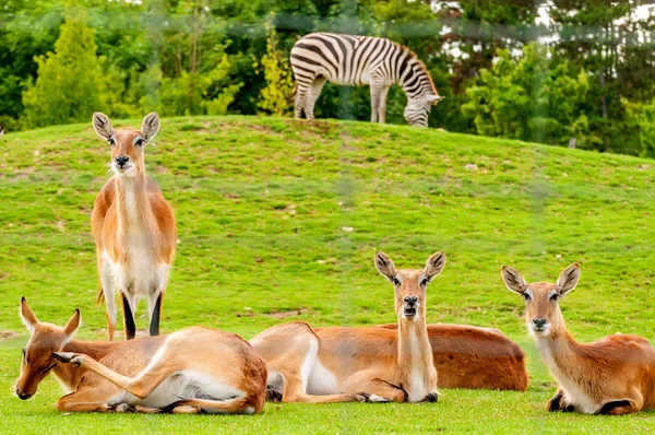 Beskåda på en grupp av sydliga Lechwe i en Zoo — Stockfoto