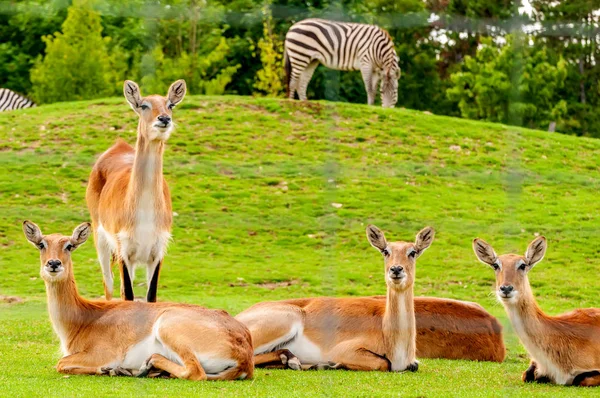 Bir hayvanat bahçesinde güney lechwe bir grup görünümü — Stok fotoğraf