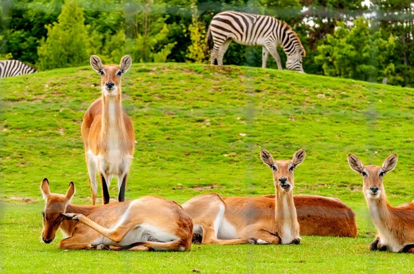 Bir hayvanat bahçesinde güney lechwe bir grup görünümü — Stok fotoğraf