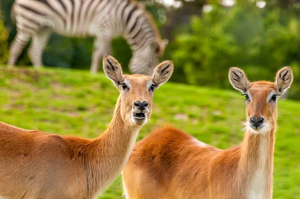 Porträtt av en sydlig Lechwe i ett Zoo — Stockfoto