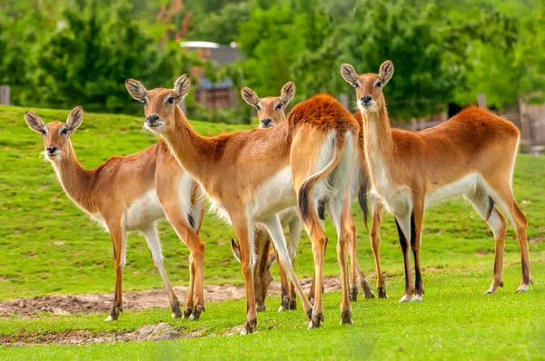 Vista su un gruppo di lechwe meridionali in uno zoo — Foto Stock