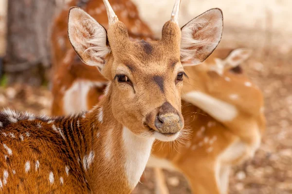 Hayvanat bahçesinde bir chital geyik Portait — Stok fotoğraf