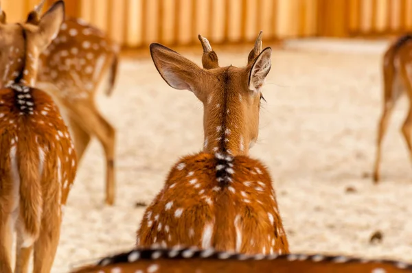 Tillbaka beskåda av en Chital hjortar — Stockfoto