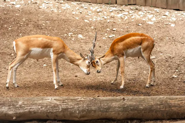 İki erkek blackbuck antilop dövüş görünümü — Stok fotoğraf