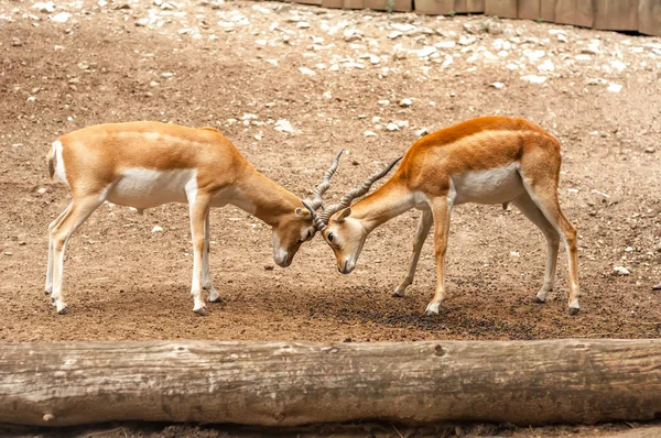 İki erkek blackbuck antilop dövüş görünümü — Stok fotoğraf