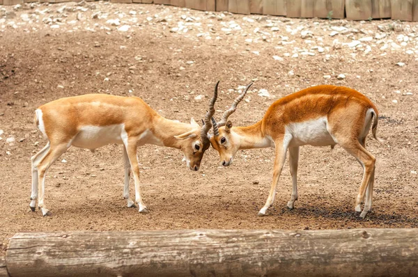 Visa på två manliga blackbuck antilop Fighting — Stockfoto