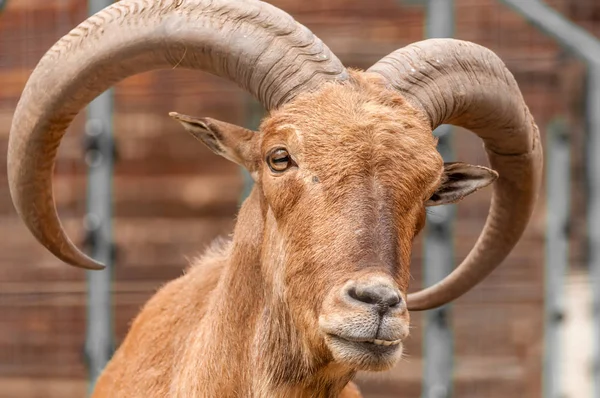 Retrato de uma ovelha bárbara em um zoológico — Fotografia de Stock
