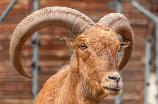 Retrato de uma ovelha bárbara em um zoológico — Fotografia de Stock