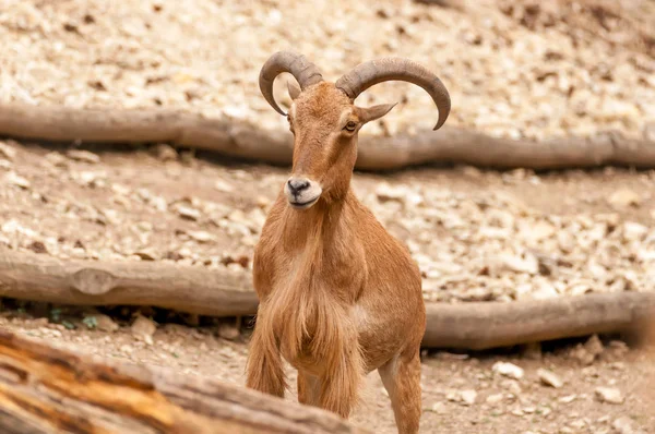 Retrato de uma ovelha bárbara em um zoológico — Fotografia de Stock