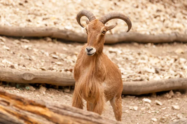 Retrato de uma ovelha bárbara em um zoológico — Fotografia de Stock