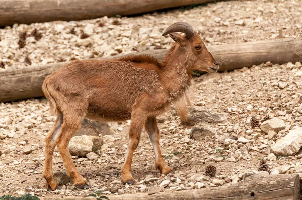 Porträtt av en Barbary får i en djurpark — Stockfoto