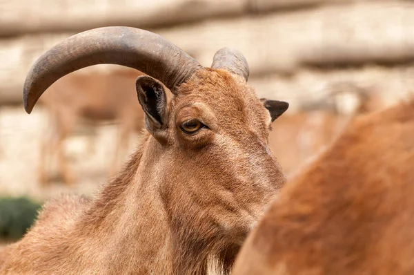 Retrato de uma ovelha bárbara em um zoológico — Fotografia de Stock