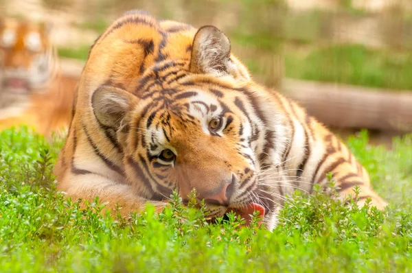 Портрет амурного тигра в зоопарке — стоковое фото