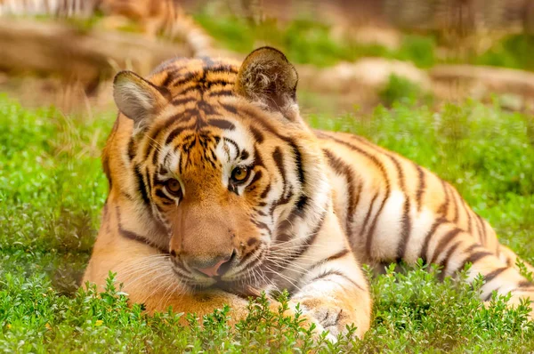Portrait d'un tigre amur dans un zoo — Photo