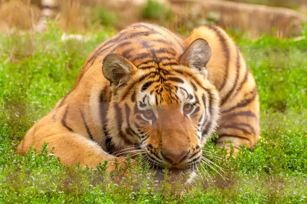 Retrato de um tigre amur em um zoológico — Fotografia de Stock