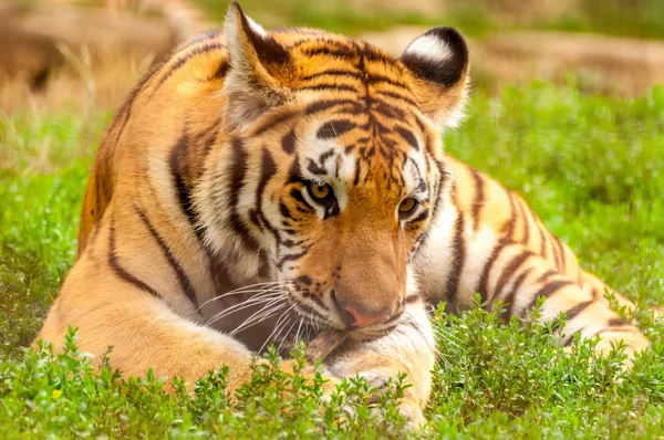 Portrait d'un tigre amur dans un zoo — Photo