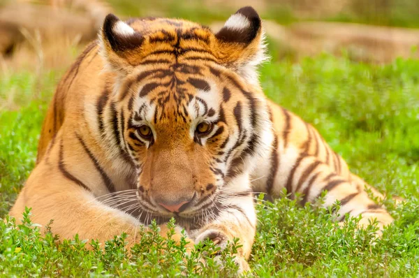 Portrait d'un tigre amur dans un zoo — Photo