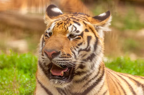 Ritratto di tigre amur in uno zoo — Foto Stock