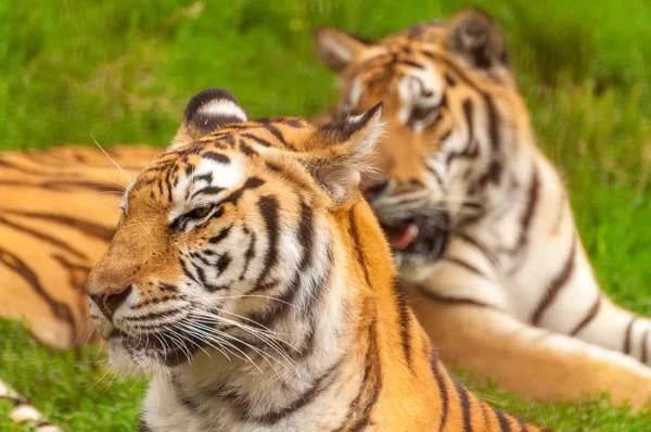Портрет амурного тигра в зоопарке — стоковое фото