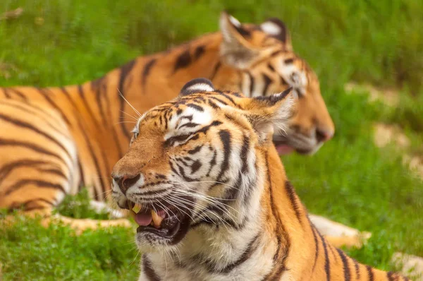 Portrait of an amur tiger in a zoo — Stock Photo, Image