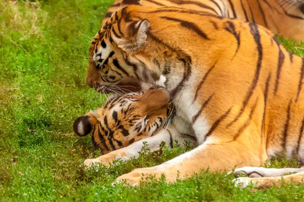 Vista sobre os tigres amur jogando ou lutando — Fotografia de Stock