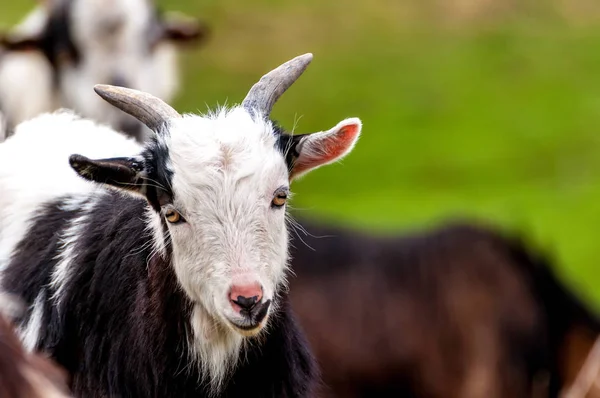Portret małej młodej kozy — Zdjęcie stockowe
