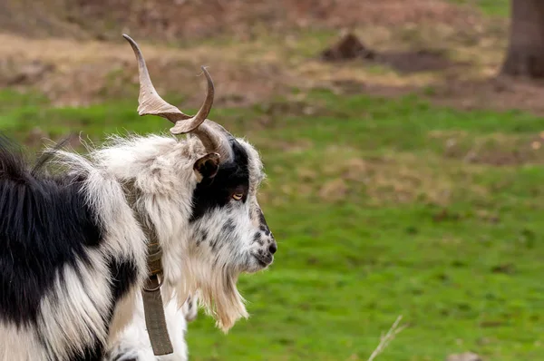 Вид на козу, стоящую на поле — стоковое фото