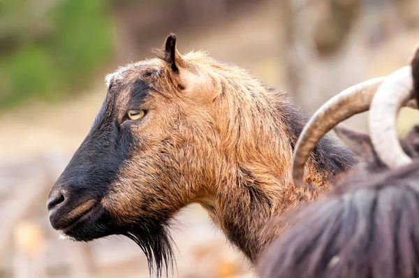 Zicht op een geit die op het veld staat — Stockfoto