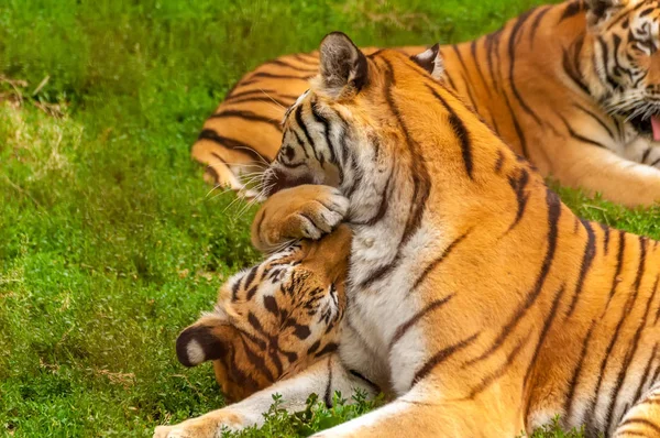 Вид на амурских тигров, играющих или сражающихся — стоковое фото