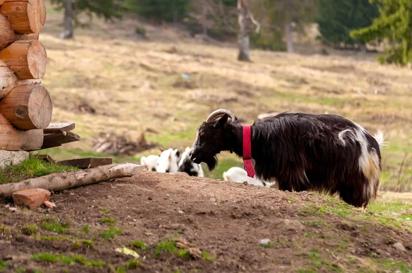 Вид на козла, що стоїть на полі — стокове фото